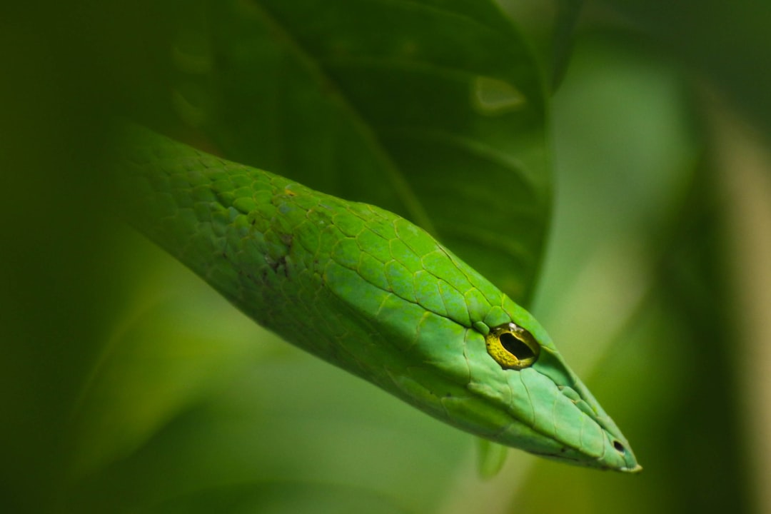 Photo snake, green