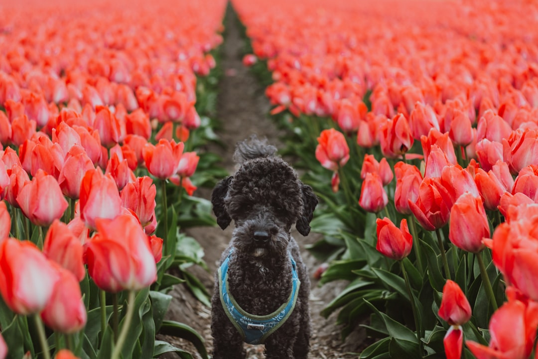 Photo Poodle portrait